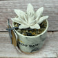 Yes, You Can Succulent Diffuser