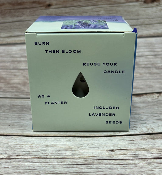 Violet Hour Candle + Planter Set